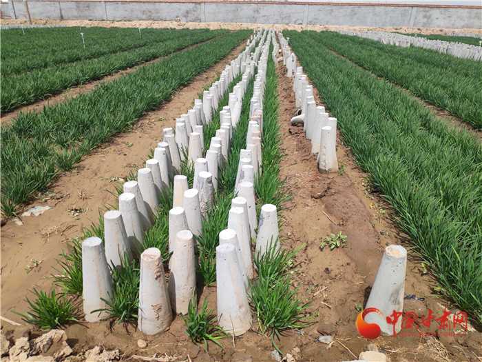 韭黄种植技术全攻略:轻松在家培育金黄美味 韭黄种植技术全攻略:轻松在家培育金黄美味