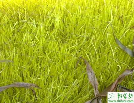 韭黄种植技术全攻略:轻松在家培育金黄美味 韭黄种植技术全攻略:轻松在家培育金黄美味