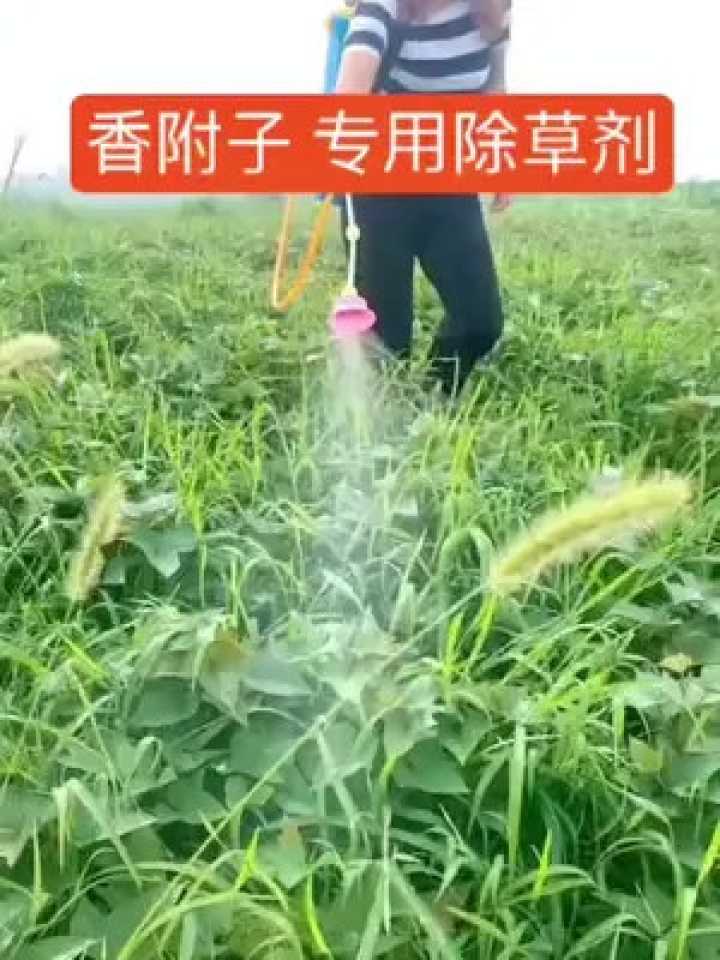 预知子种植全攻略：从山间野果到丰收满园