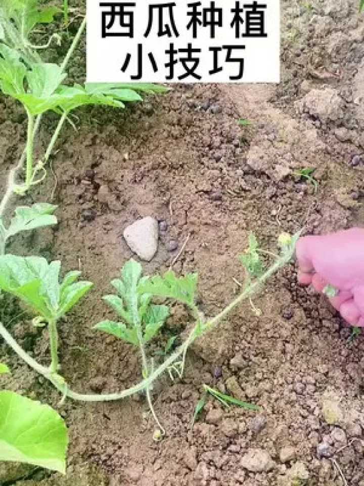 预知子种植全攻略：从山间野果到丰收满园