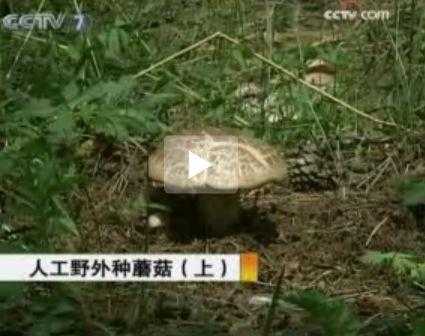 食用菌技术那点事儿：从菌种选育到产业升级，看小小蘑菇如何撑起大市场