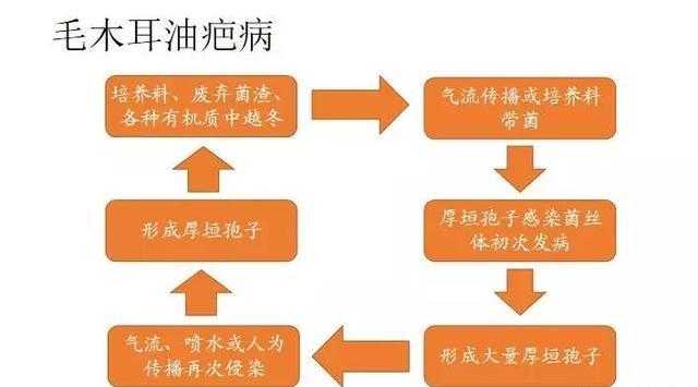 食用菌技术那点事儿：从菌种选育到产业升级，看小小蘑菇如何撑起大市场