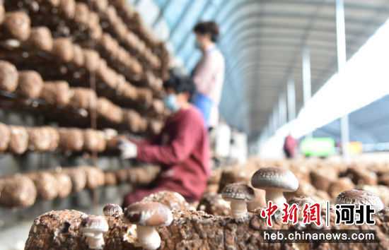 香菇咋种能高产，这几招视频里可藏着秘诀呢！