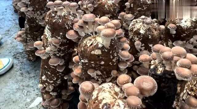 香菇咋种能高产，这几招视频里可藏着秘诀呢！