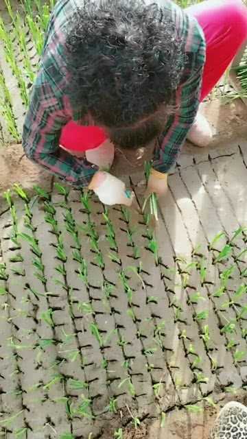 驯苗技术的前世今生与未来图景