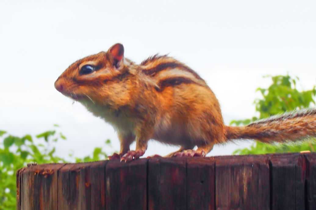 魔王松鼠AI：不是冰冷机器，是懂你情绪的学习伙伴