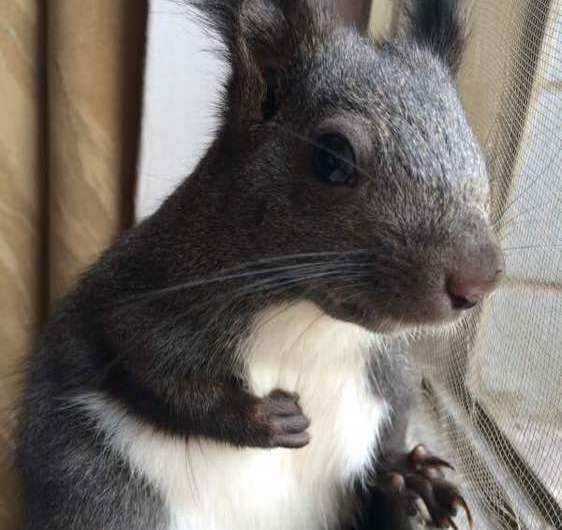 魔王松鼠AI：不是冰冷机器，是懂你情绪的学习伙伴