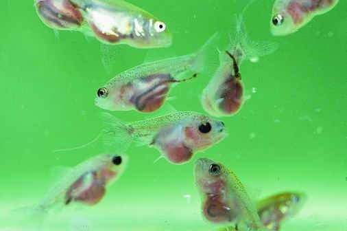 鱼苗繁殖妙招多,老农教你轻松搞-第1张图片-正海烽科技 - 领先的只能推广行业,智能制造解决方案提供商 鱼苗繁殖妙招多,老农教你轻松搞-第1张图片-正海烽科技 - 领先的只能推广行业,智能制造解决方案提供商