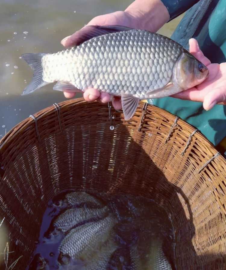 鱼苗繁殖妙招多,老农教你轻松搞-第2张图片-正海烽科技 - 领先的只能推广行业,智能制造解决方案提供商 鱼苗繁殖妙招多,老农教你轻松搞-第2张图片-正海烽科技 - 领先的只能推广行业,智能制造解决方案提供商