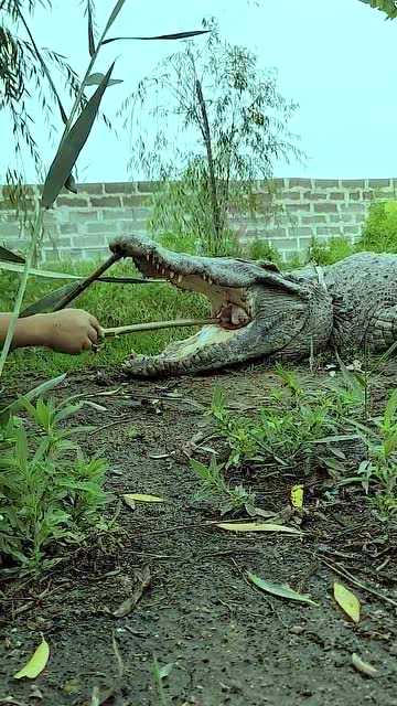 鳄鱼养殖那些事儿：从选址到繁殖，手把手教你如何与“史前霸主”共舞