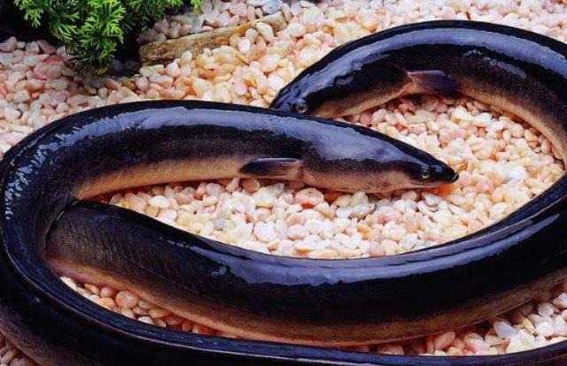 鳗鱼养殖的赚钱门道与价格波动的应对秘诀