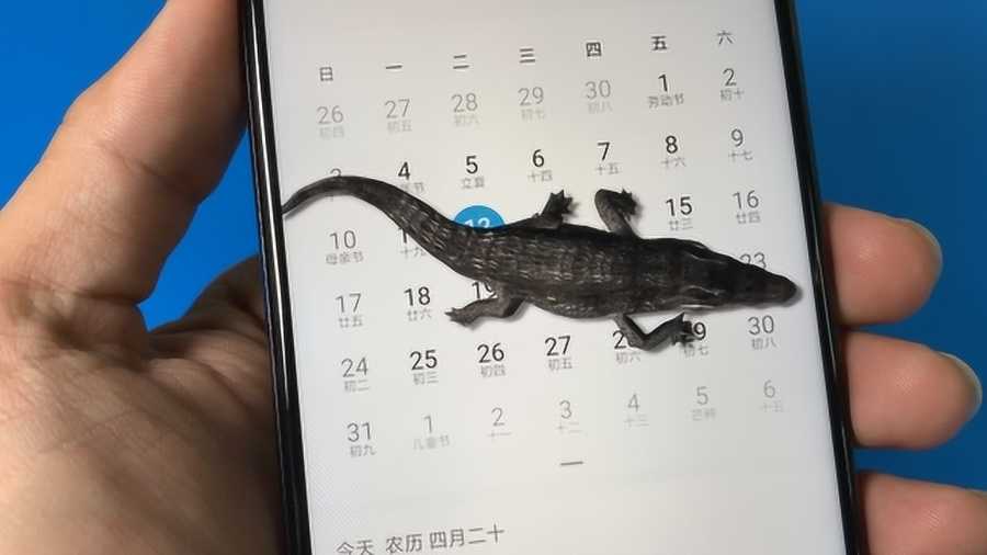 鳄鱼养殖那些事儿：从选址到繁殖，手把手教你如何与“史前霸主”共舞