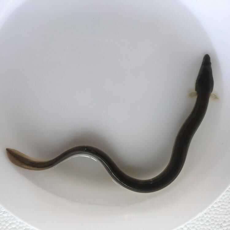 鳗鱼养殖的赚钱门道与价格波动的应对秘诀