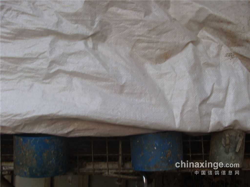 鸽子保温全攻略：温暖小窝的秘诀