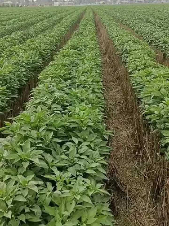 麦田里套辣椒，一亩地挣出双份钱