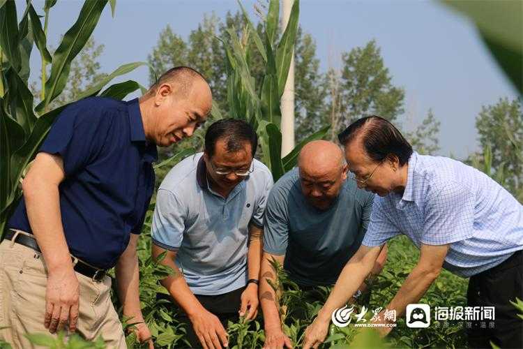 麦田里套辣椒，一亩地挣出双份钱