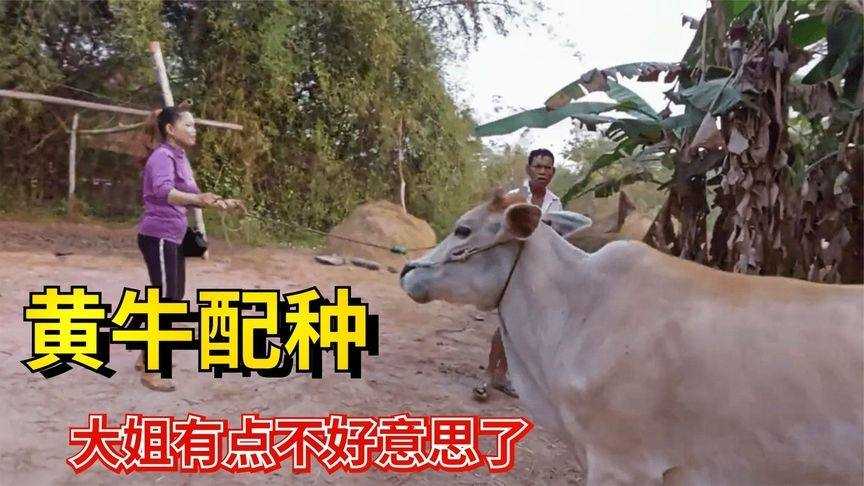 黄牛配种有妙招,这些技术让养牛效益翻番 黄牛配种有妙招,这些技术让养牛效益翻番