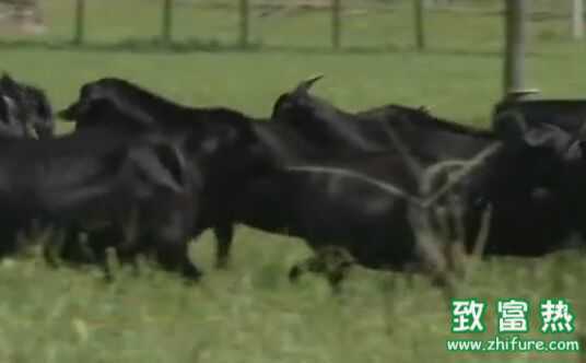 黄牛养殖里的门道与智慧：跟着农广天地学实招儿