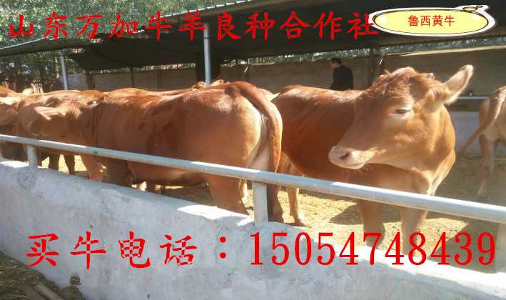 黄牛配种有妙招,这些技术让养牛效益翻番 黄牛配种有妙招,这些技术让养牛效益翻番