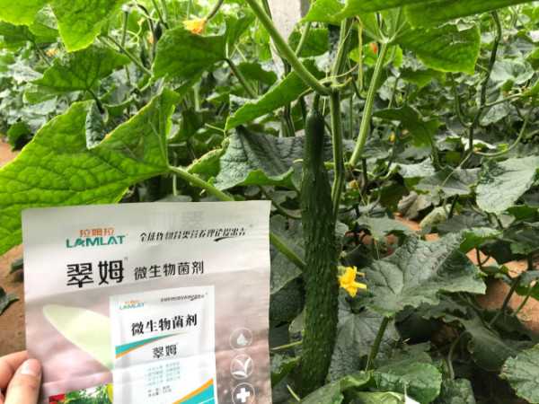 黄瓜压蔓技术：藤蔓管理的小窍门让产量翻番