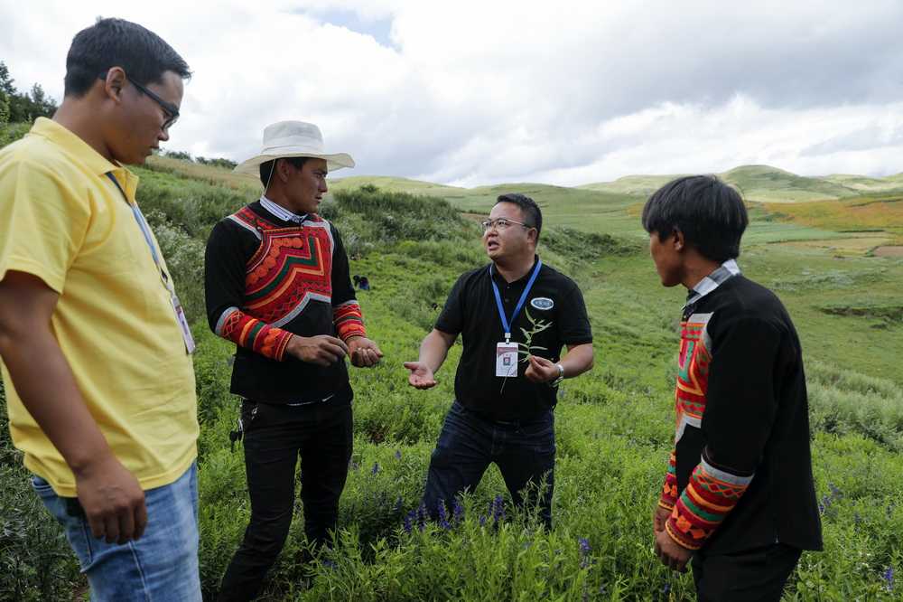 黄芩咋种才能长得好？老把式们的经验之谈