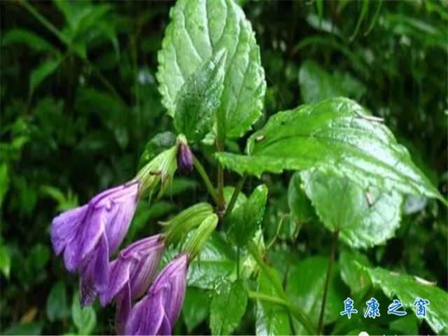 黄芩咋种才能长得好？老把式们的经验之谈