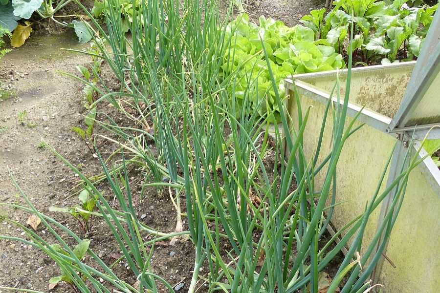 龙胆草种植技术与亩产量效益全解析：一棵小草的致富经