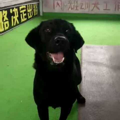 黑拉布拉多智能编程伙伴：给家里的科技新成员点个赞