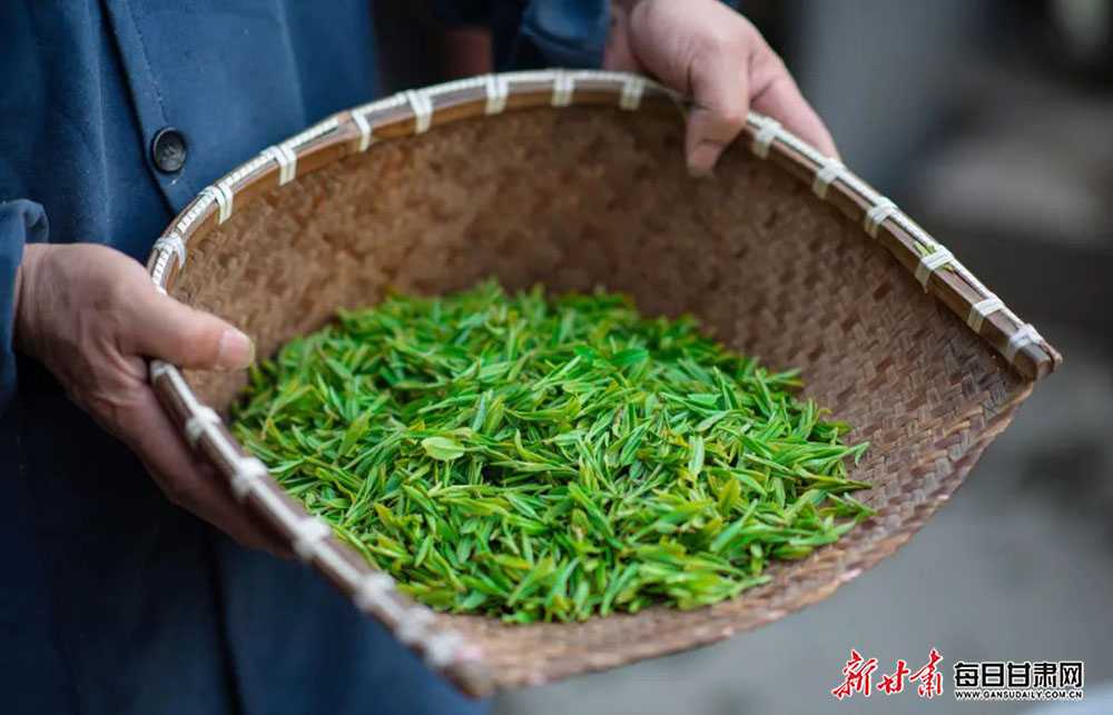 龙井茶栽培手艺全攻略-第1张图片-正海烽科技 - 领先的只能推广行业,智能制造解决方案提供商 龙井茶栽培手艺全攻略-第1张图片-正海烽科技 - 领先的只能推广行业,智能制造解决方案提供商