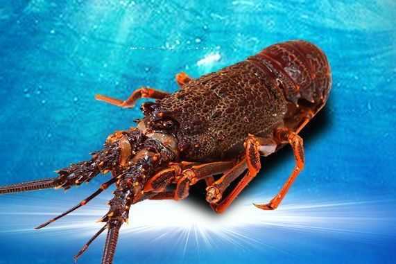 龙虾养养殖技术全解，让你从小白变高手