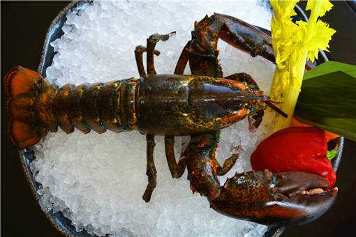 龙虾养养殖技术全解，让你从小白变高手