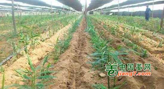 龙胆草种植技术与亩产量效益全解析：一棵小草的致富经