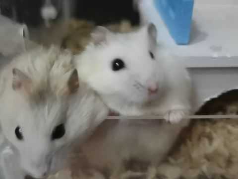 🎭当AI看懂你的仓鼠，科技如何让养宠不再手忙脚乱