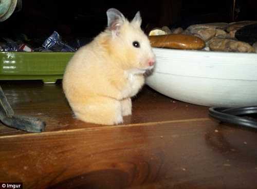 🎭当AI看懂你的仓鼠，科技如何让养宠不再手忙脚乱