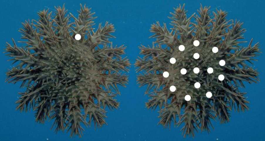 告别孤单毛孩：你家的“AI德牧犬”可能才是终极养宠解决方案