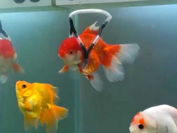 AI小金鱼，从屏幕游进你生活