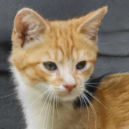 AI猫片刷屏背后：我们到底在看个啥？