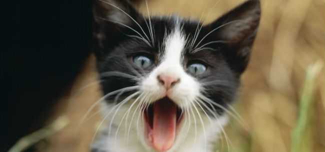 AI猫片刷屏背后：我们到底在看个啥？