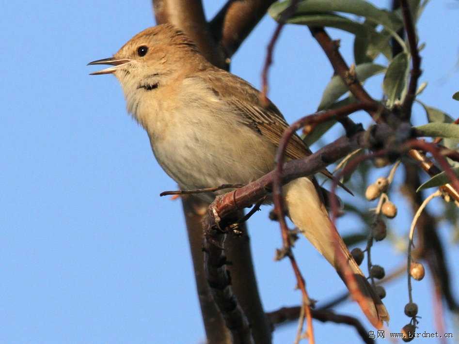 AI螳螂开演唱会？聊聊这让人又爱又怕的“数字歌王”