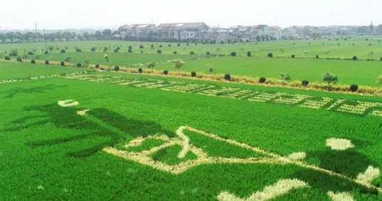 《稻田四诱技术:巧施妙计虫口夺粮,生态种植效益倍增》 《稻田四诱技术:巧施妙计虫口夺粮,生态种植效益倍增》