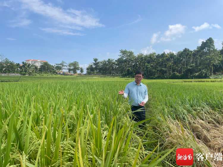 《稻田四诱技术:巧施妙计虫口夺粮,生态种植效益倍增》 《稻田四诱技术:巧施妙计虫口夺粮,生态种植效益倍增》