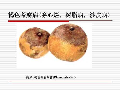 一口穿越四季的冰甜，解锁家庭冷冻水果的“财富密码”