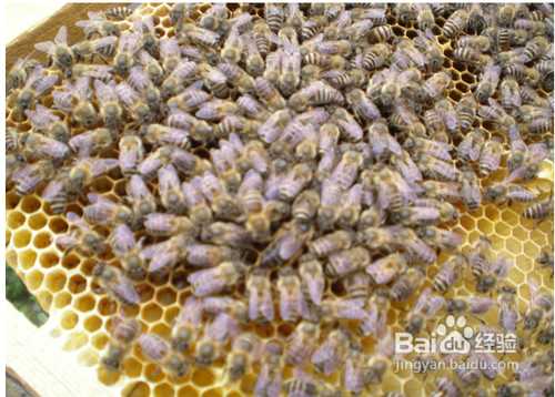 中蜂养殖那些事儿，老蜂农的实战心得分享