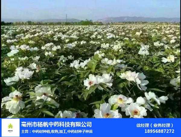丹参种植有门道，老农分享经验让你少走弯路