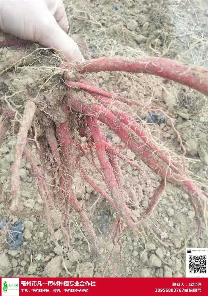 丹参种植有门道，老农分享经验让你少走弯路