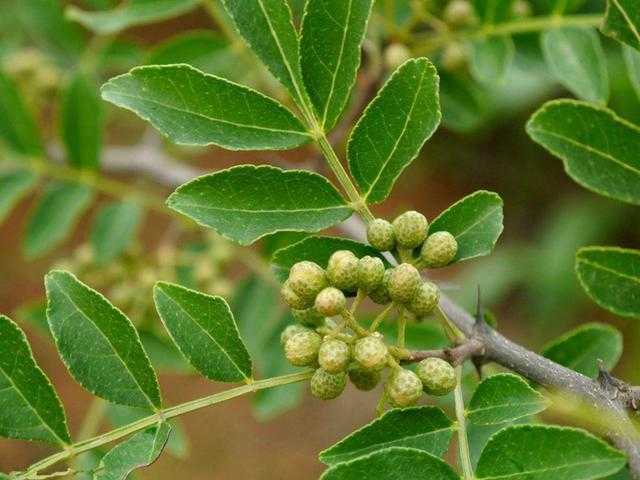 九叶青花椒栽培那些事儿，老农分享实战经验