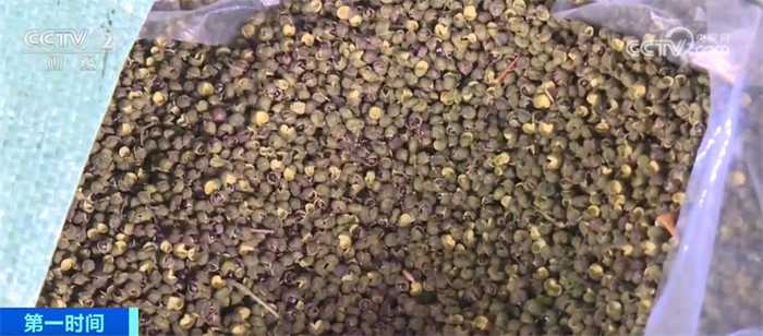 九叶青花椒栽培那些事儿，老农分享实战经验