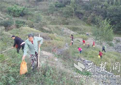 乡野间的绿色金矿：手把手教你玩转橡子种植技术