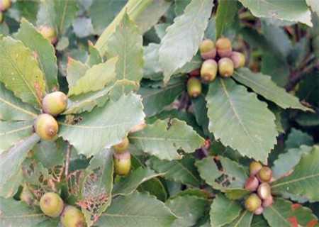 乡野间的绿色金矿：手把手教你玩转橡子种植技术