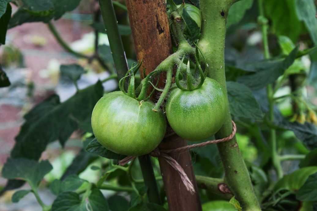 人参果种植管理秘诀大公开,果农必看的实用指南 人参果种植管理秘诀大公开,果农必看的实用指南